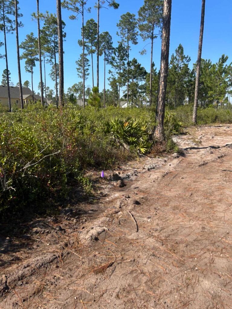Dirt path in sunny clearing, surrounded by trees and bushes.