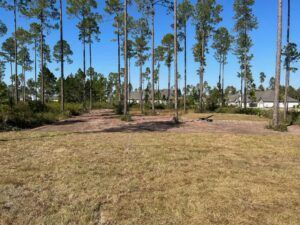 Grassy field with tall pine trees, houses in the background under a blue sky.