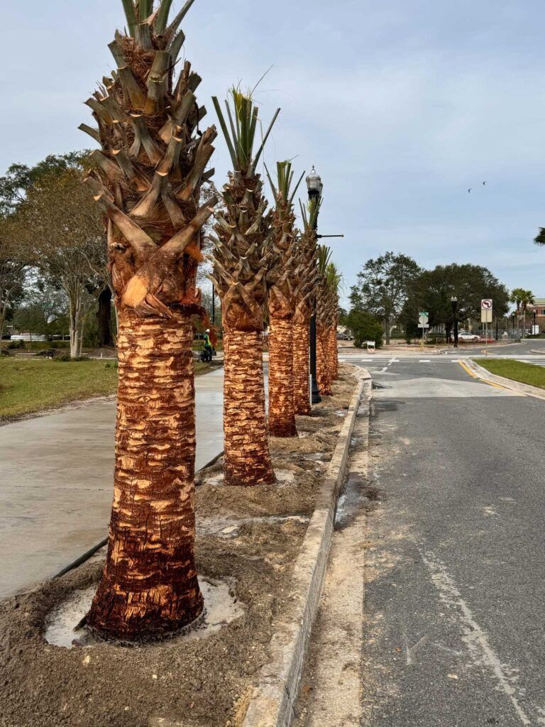 Row of palm trees with brown trunks lining a road with a gray, overcast sky.