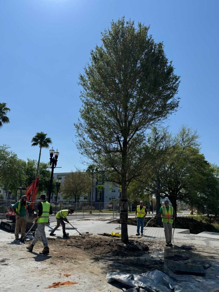 Workers planting a tree on a sunny day. Men in vests, shovels, and dirt, with a tall tree in a city setting.