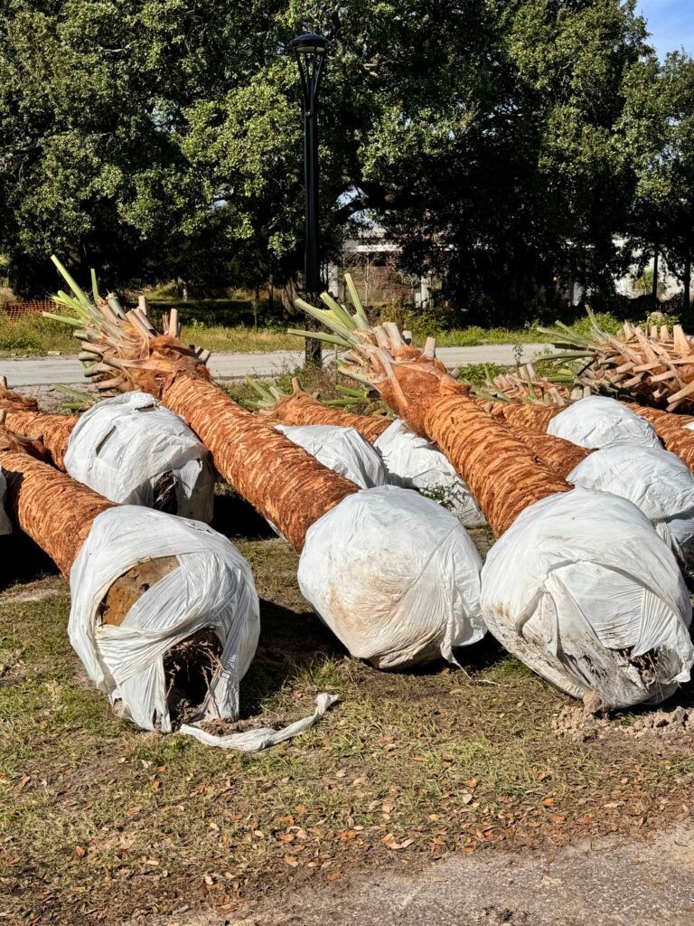 Several bundled palm trees with wrapped bases lie on the ground near a road, ready for planting.