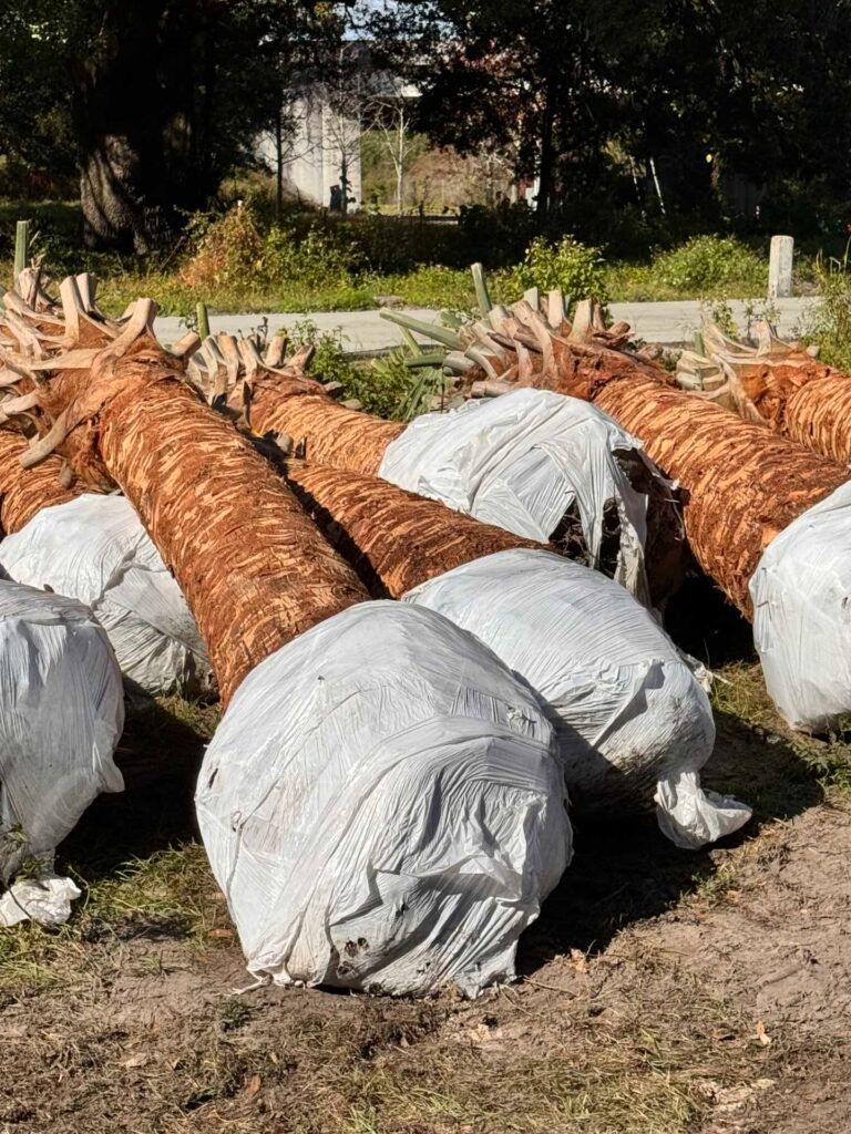Palm tree trunks lying on the ground, wrapped in white coverings.