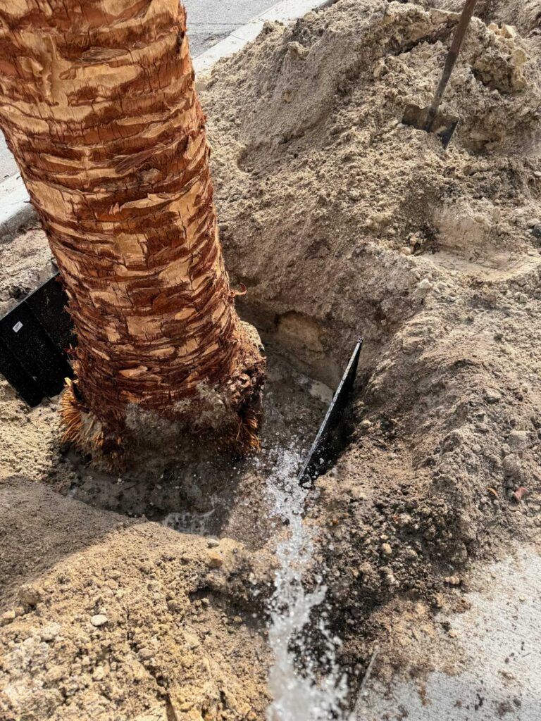Palm tree trunk with water gushing from a pipe buried in the sandy soil around its base.