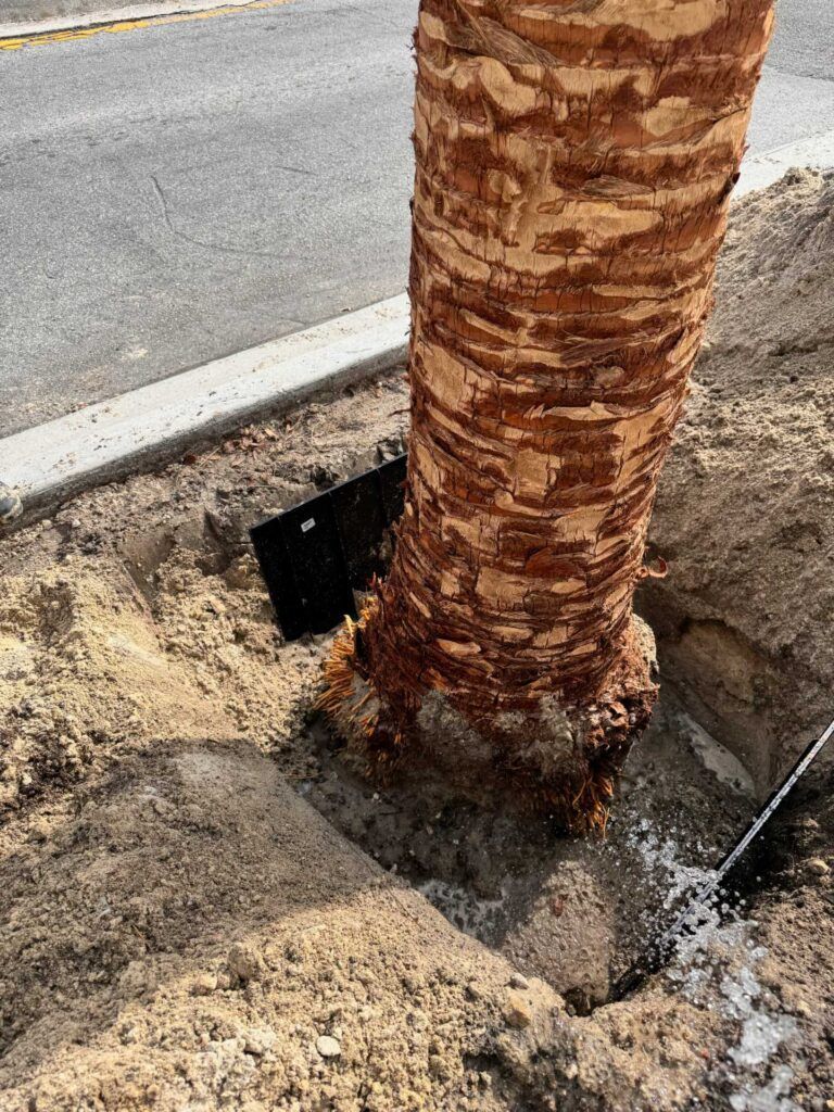 Palm tree trunk with a small black rectangular plate at its base, surrounded by wet dirt; water spraying.