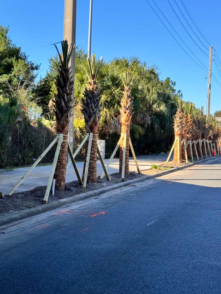 Row of newly planted palm trees along a street, supported by wooden braces, sunny day.