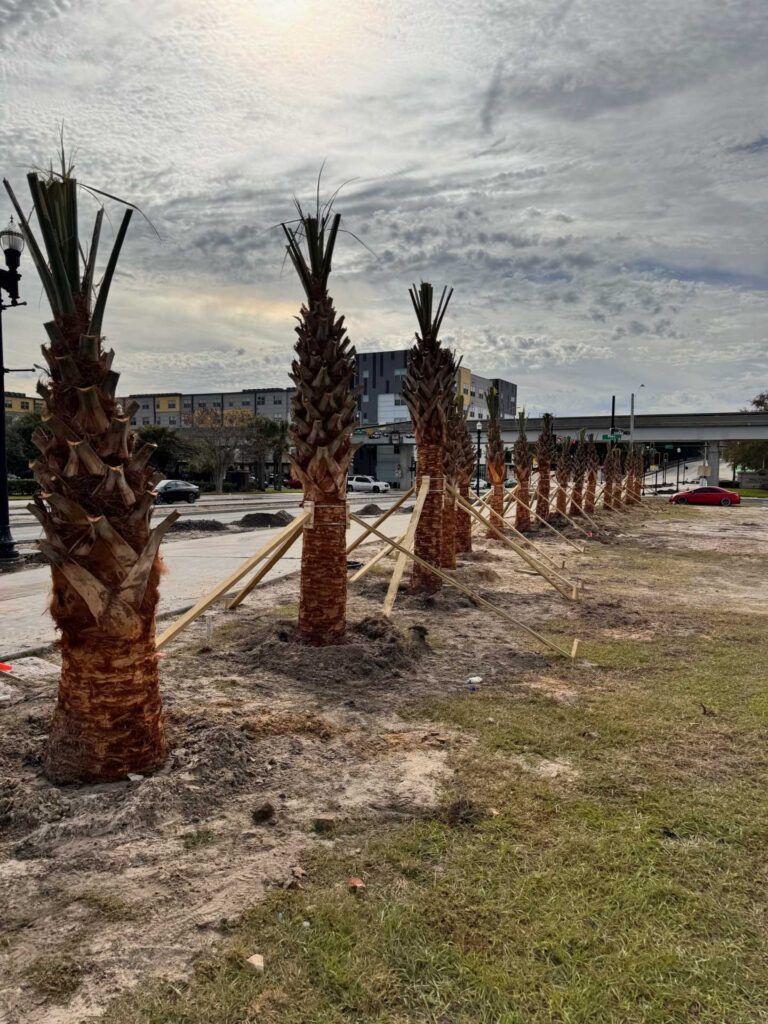 Line of young palm trees, supported by wooden braces, on a grassy median next to a road under cloudy skies.