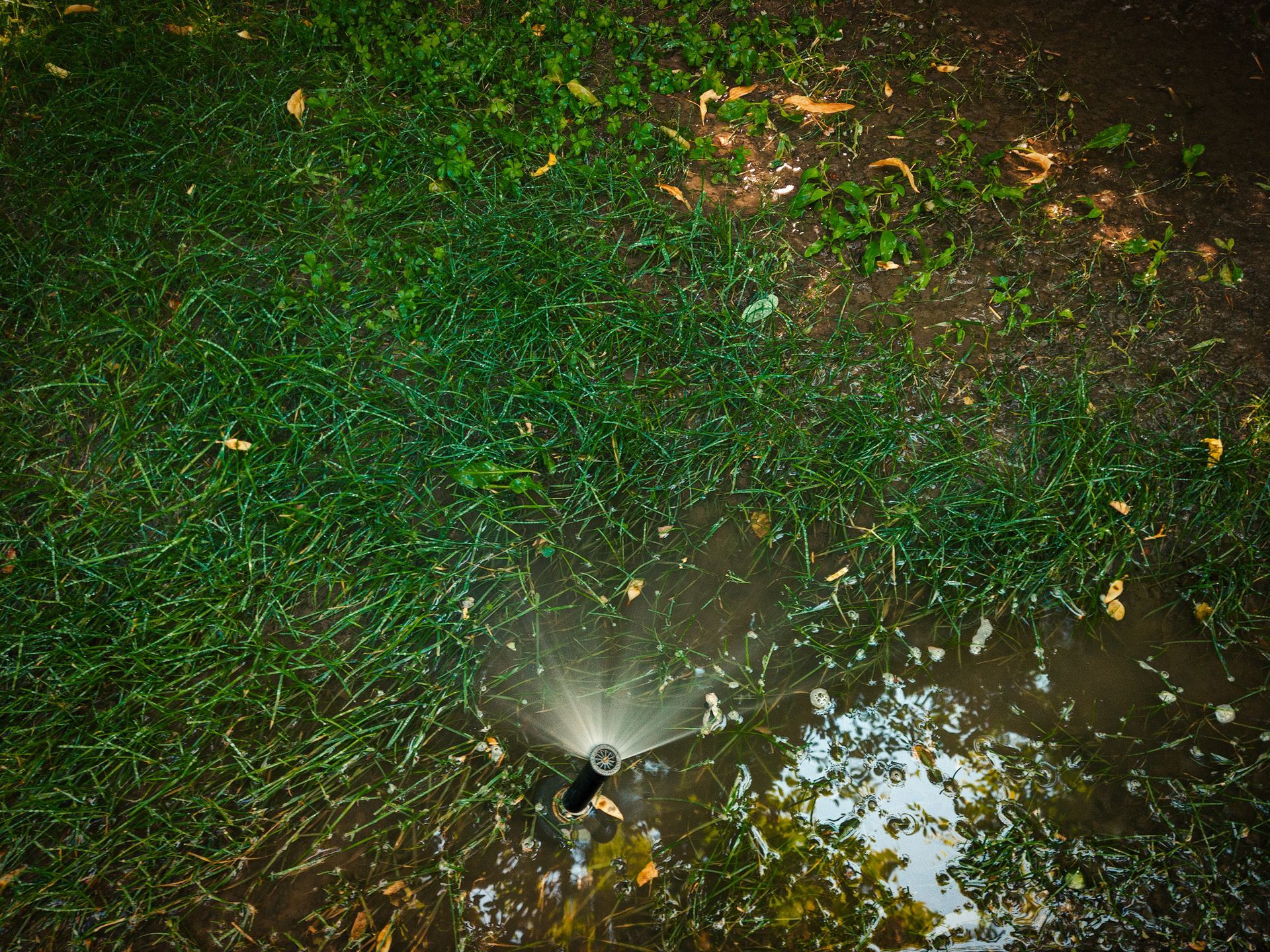 A sprinkler sprays water over a grassy lawn, with sunlight reflecting off the wet ground.