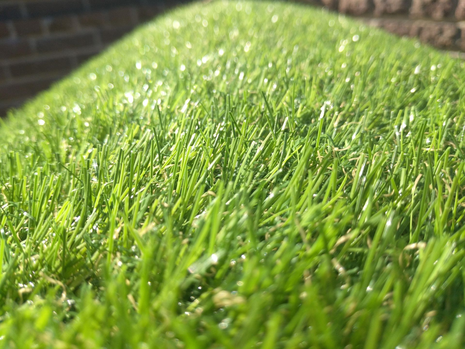 Close-up of bright green grass blades covered with dew in sunlight.