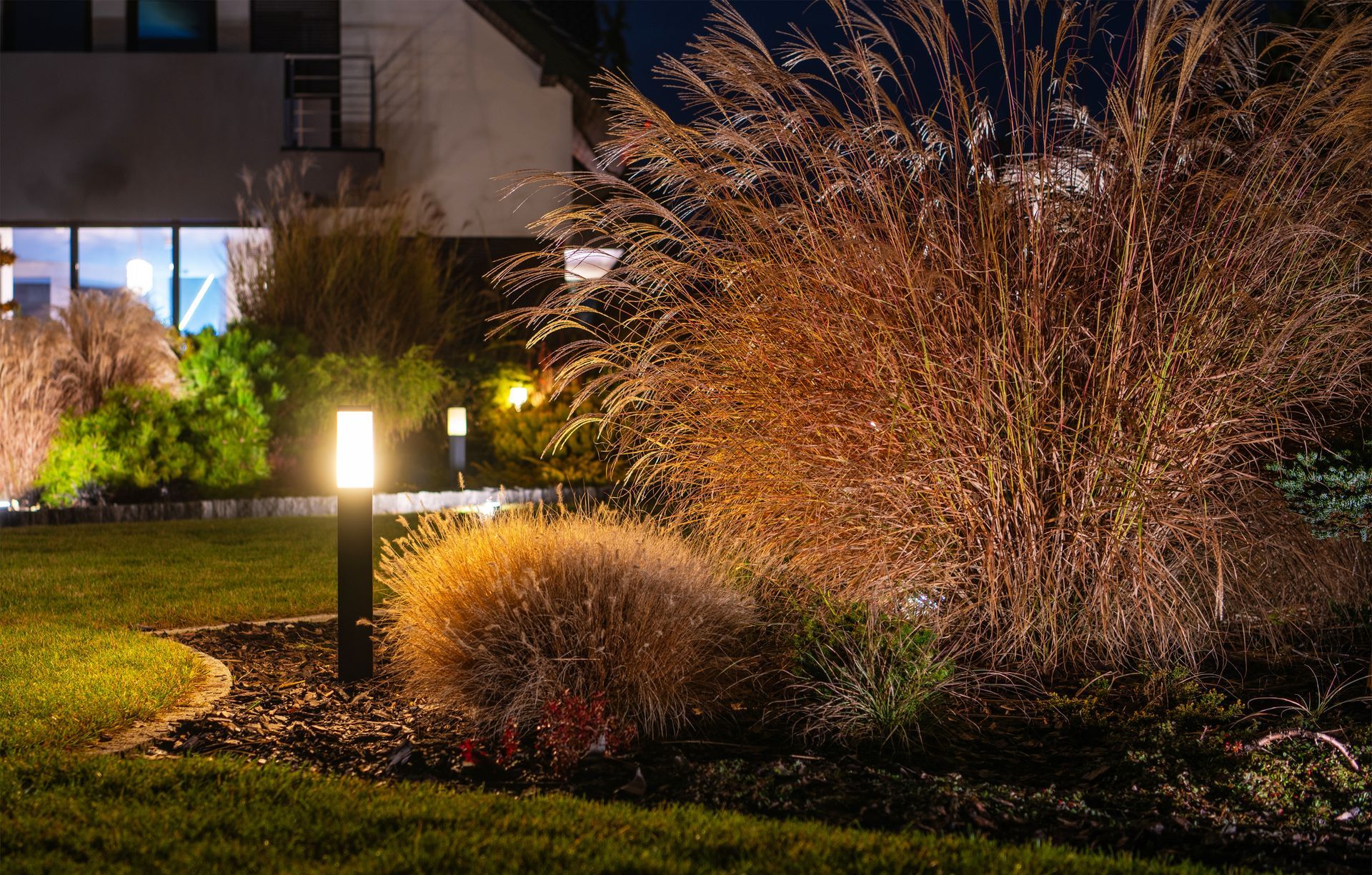 Illuminated ornamental grasses and shrubs in a landscaped yard at night, with a house in the background