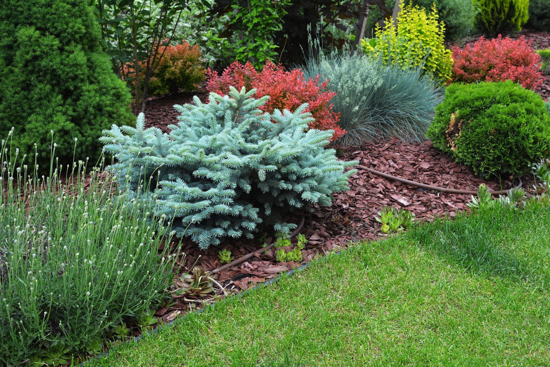 Colorful landscaped garden bed with evergreen shrubs, red foliage, and trimmed grass