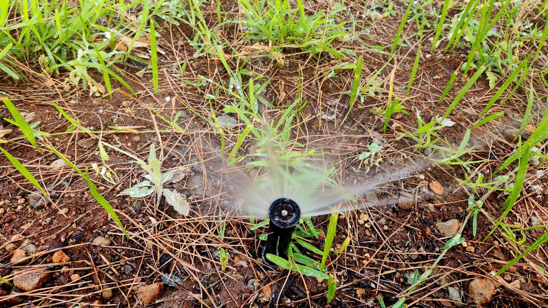 A black sprinkler sprays water over young green plants and dry soil in a garden bed.