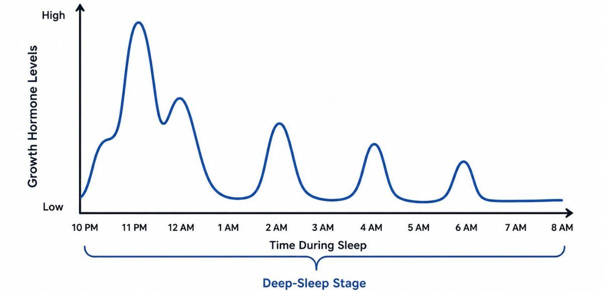 How the body releases growth hormone in pulses during deep sleep. 