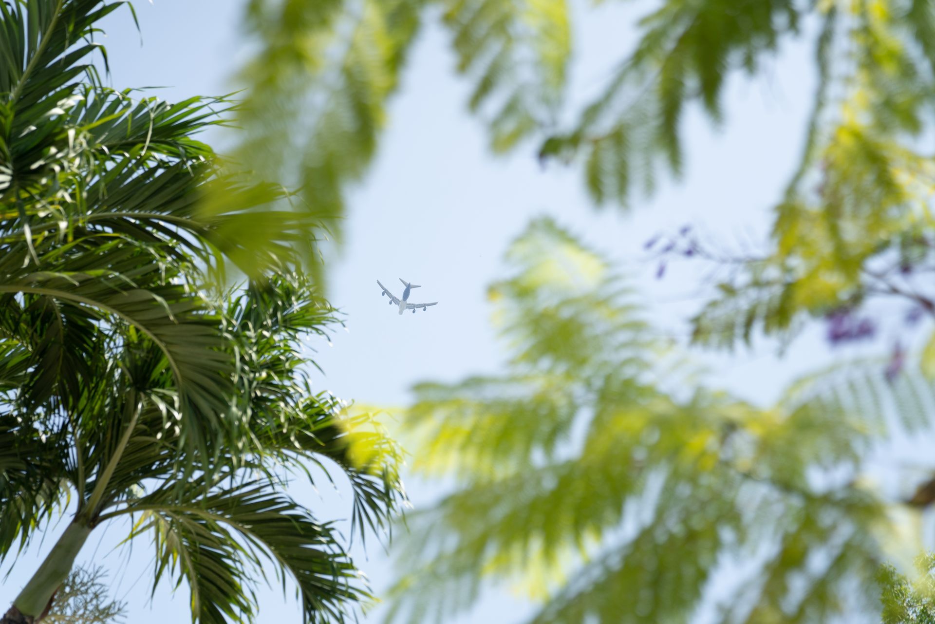 A plane is flying over a palm tree in the sky.