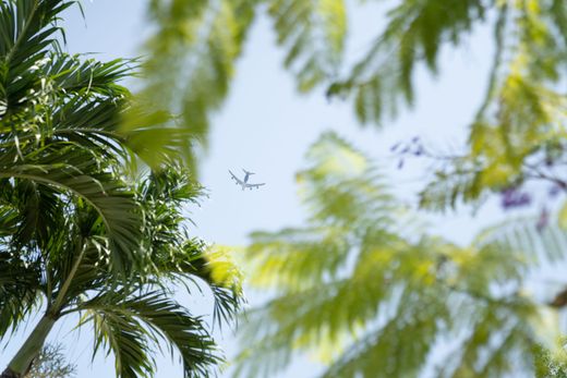 A plane is flying over a palm tree in the sky.