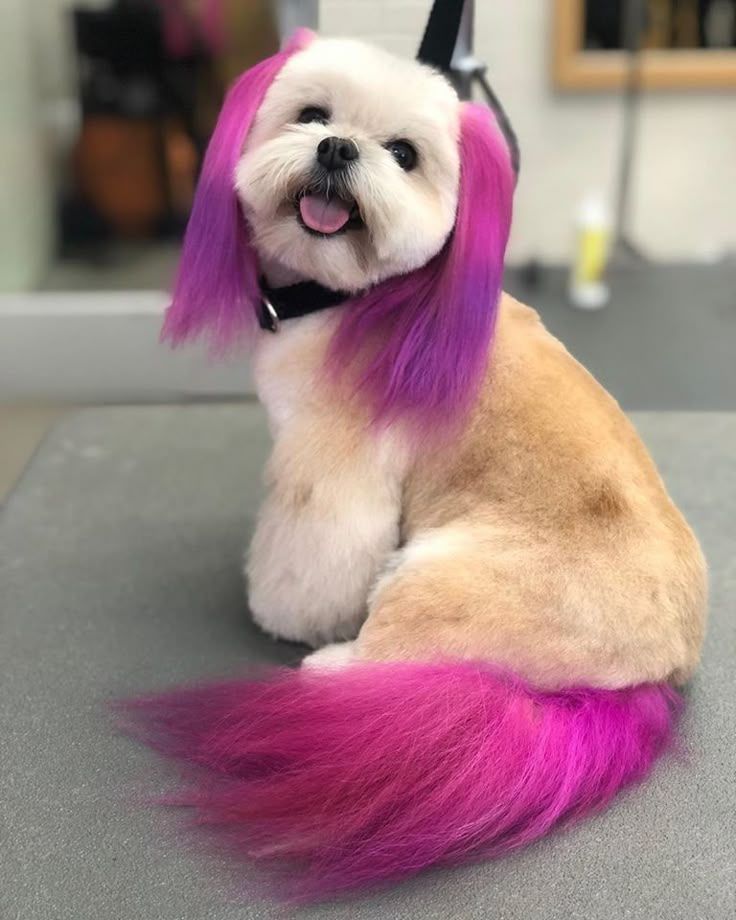 A woman is grooming a small dog with scissors.