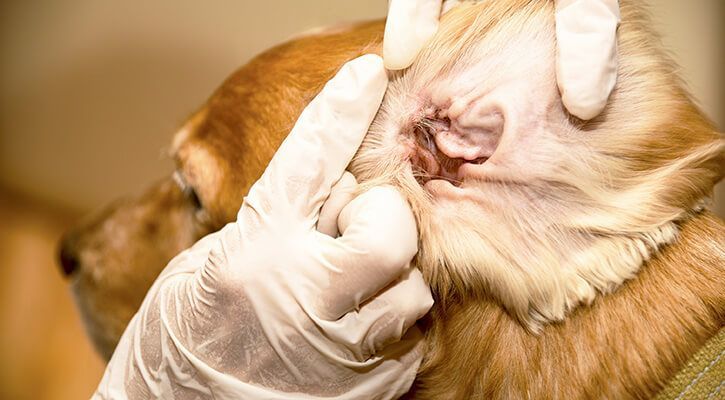 A woman is grooming a small dog with scissors.