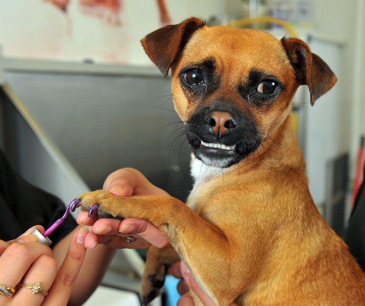 A woman is grooming a small dog with scissors.