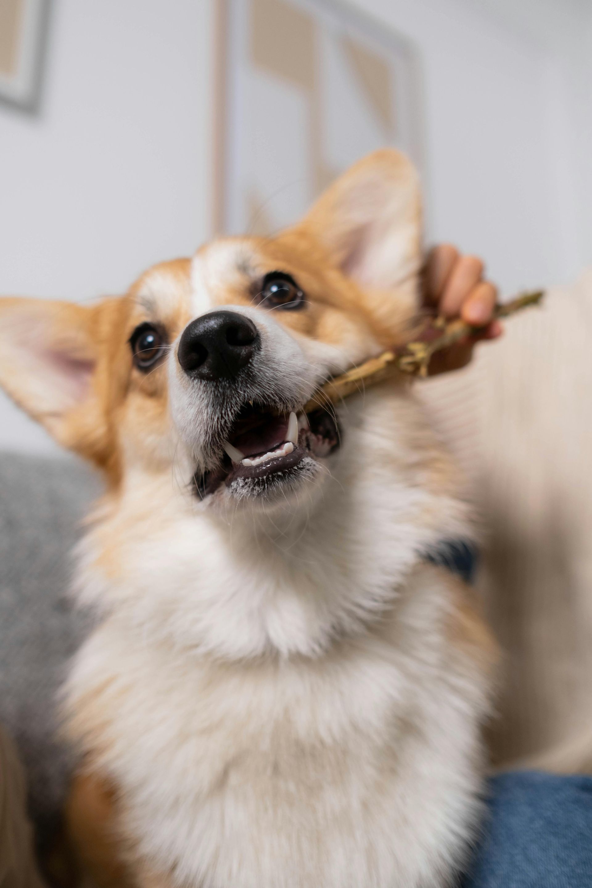A woman is grooming a small dog with scissors.