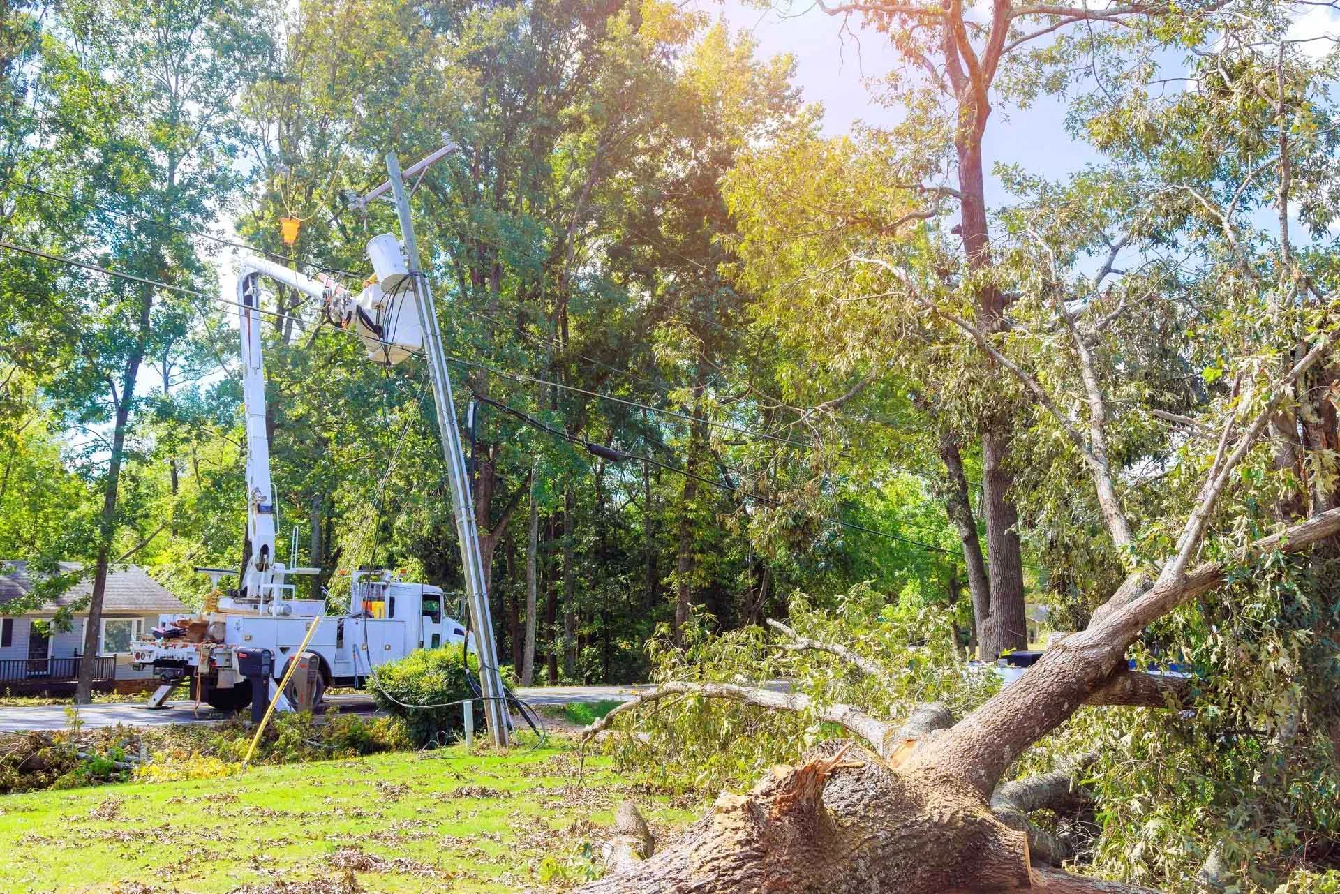 Service d'élagage enlevant un arbre tombé à l'aide d'un camion-nacelle ; journée ensoleillée.