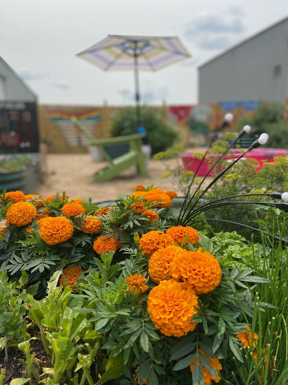 A bunch of orange flowers are growing in a garden with an umbrella in the background.