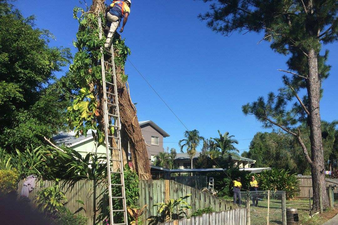 Arborist Climbing The Big Tree To Cut — NQ Parks and Gardens in Cairns, QLD