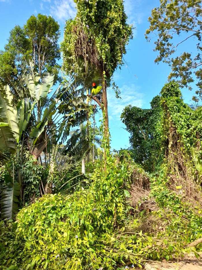 A Man Is Climbing a Tree in A Lush Green Forest — NQ Parks and Gardens in Port Douglas, QLD