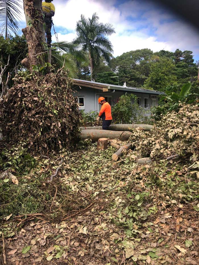 Cut And Trimmed Tree — NQ Parks and Gardens in Cairns, QLD