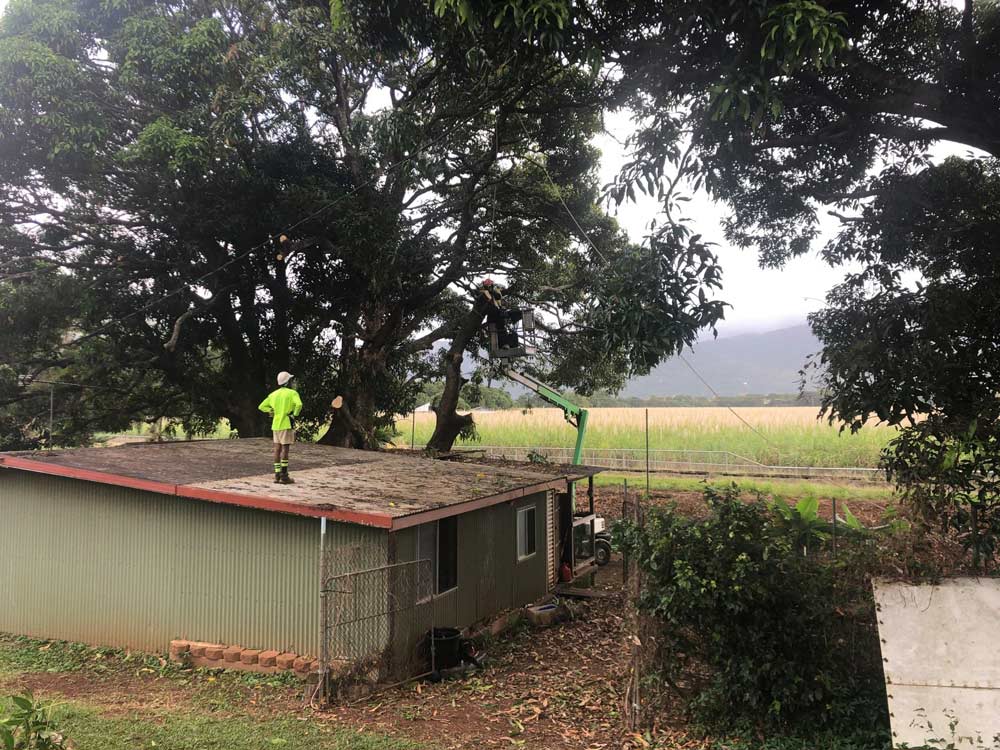 Two Professional Arborist Cut The Branch Of The Tree — NQ Parks and Gardens in Innisfail, QLD
