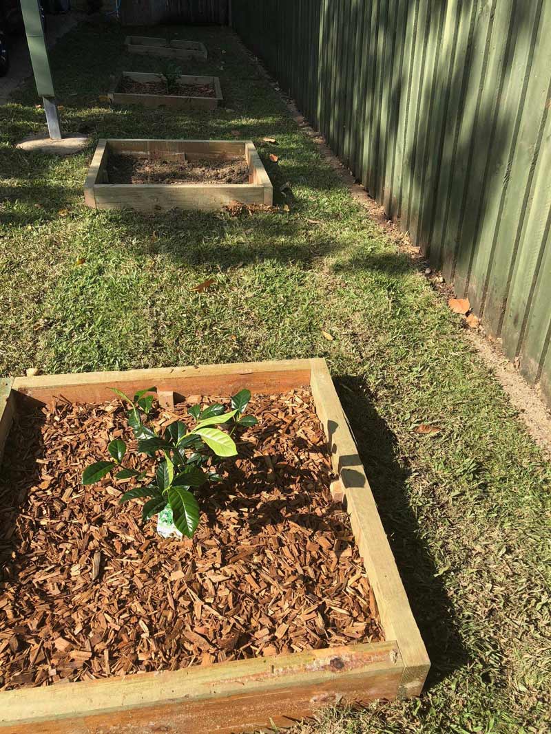 A Small Plant Is Growing in A Wooden Box in The Grass — NQ Parks and Gardens in Innisfail, QLD