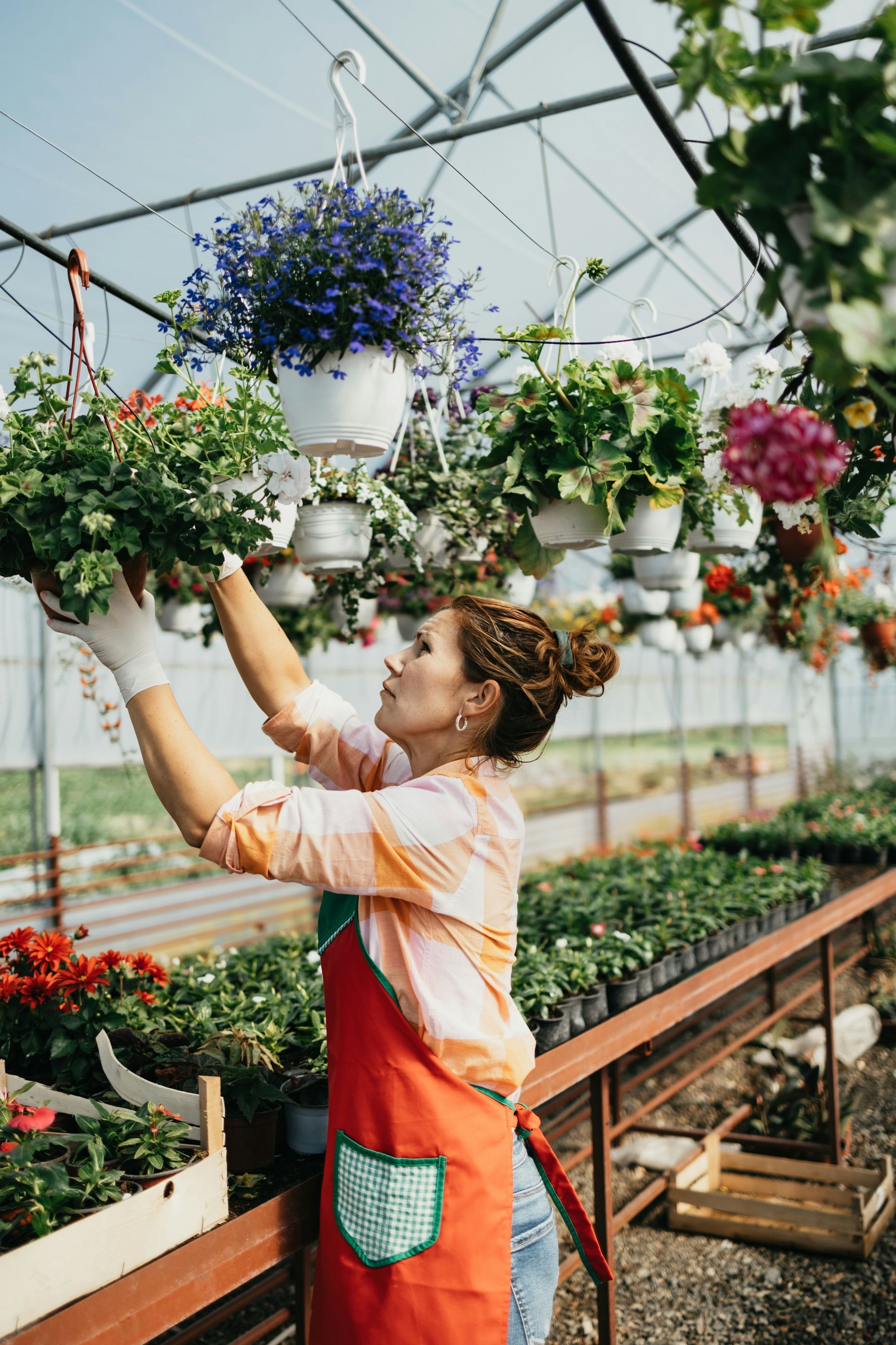 Person hanging flowering pots in a greenhouse garden