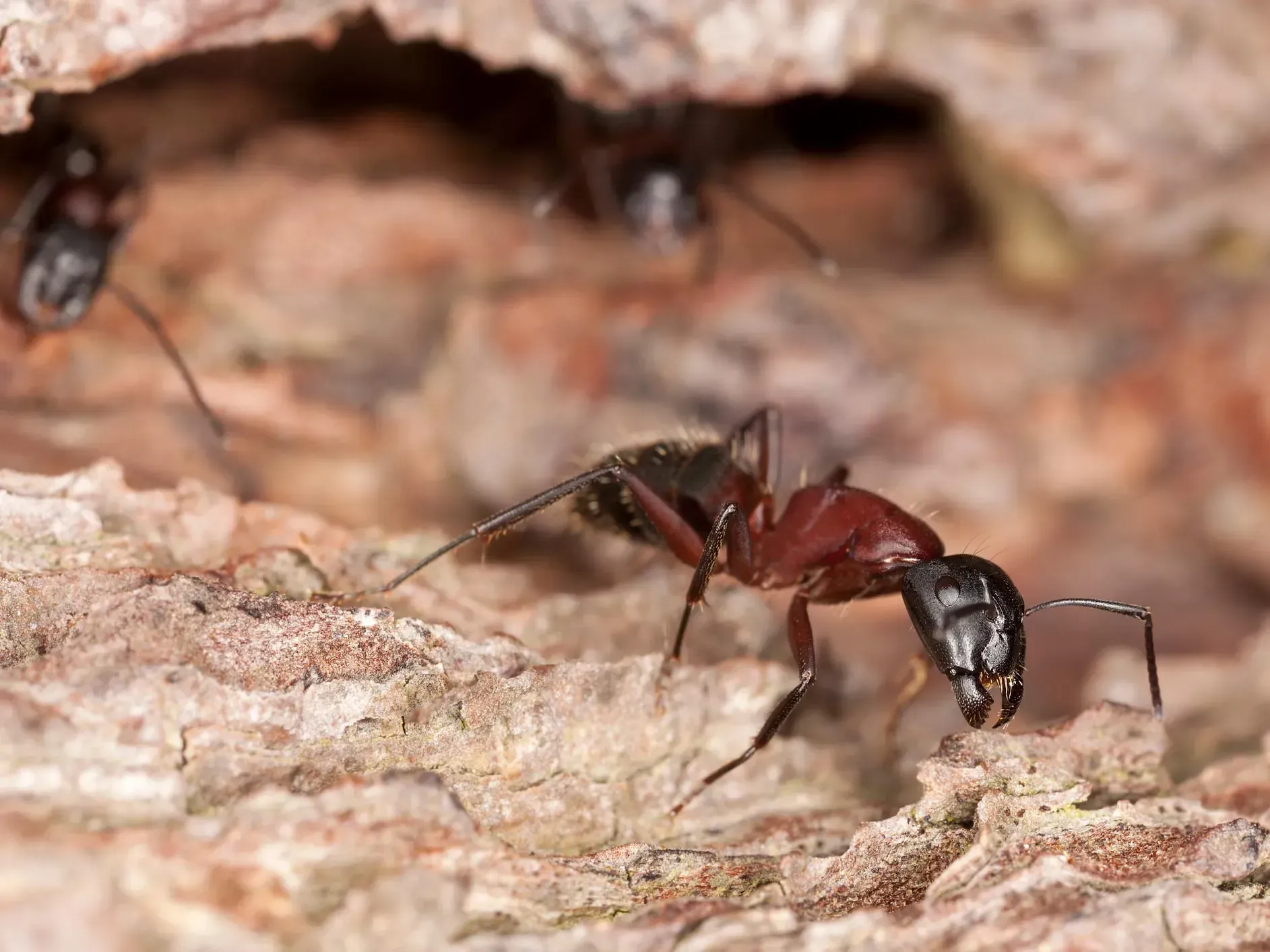 Red and black carpenter ant on textured brown wood, another ant in the background.