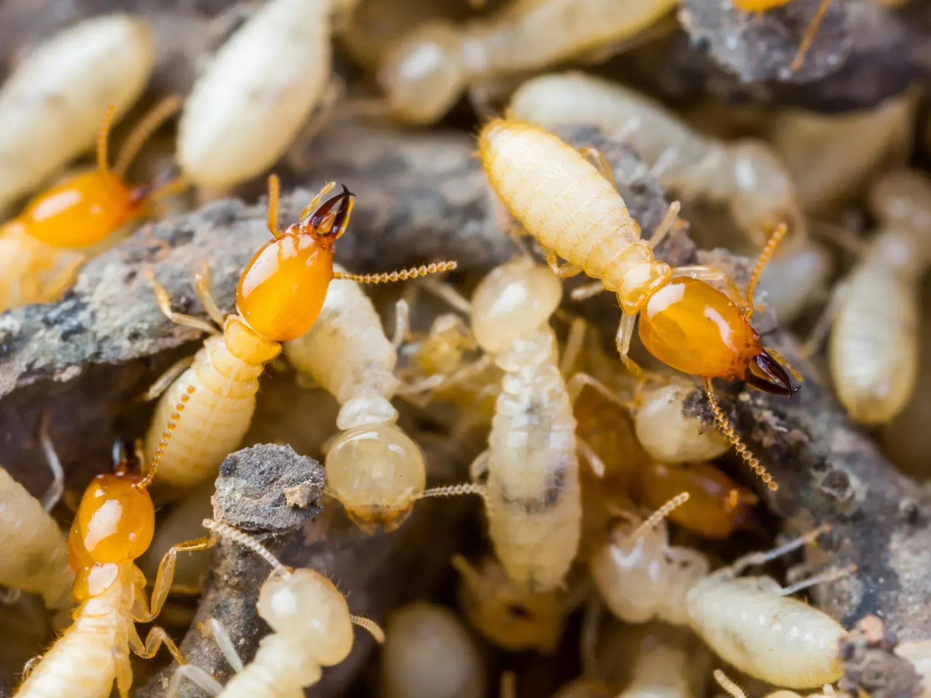 Close-up of termites, varying from translucent white to brown, clustered together.