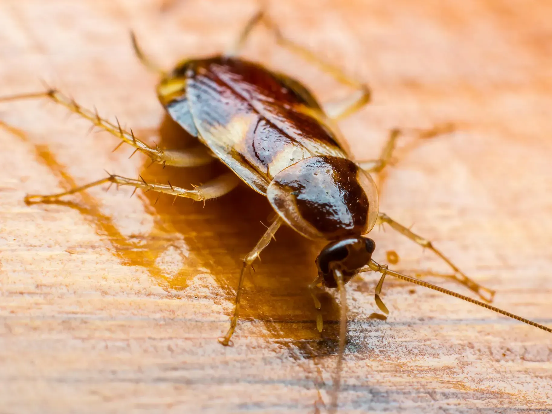 Brown cockroach on a light wood surface, with long antennae and visible legs.