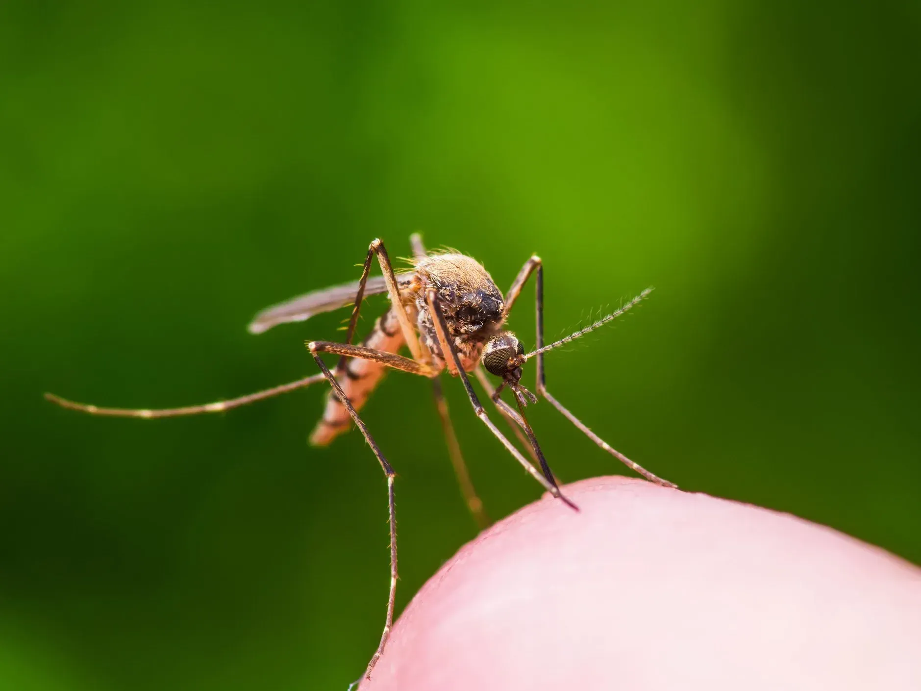 Mosquito on a fingertip, orange body with brown head, green background.