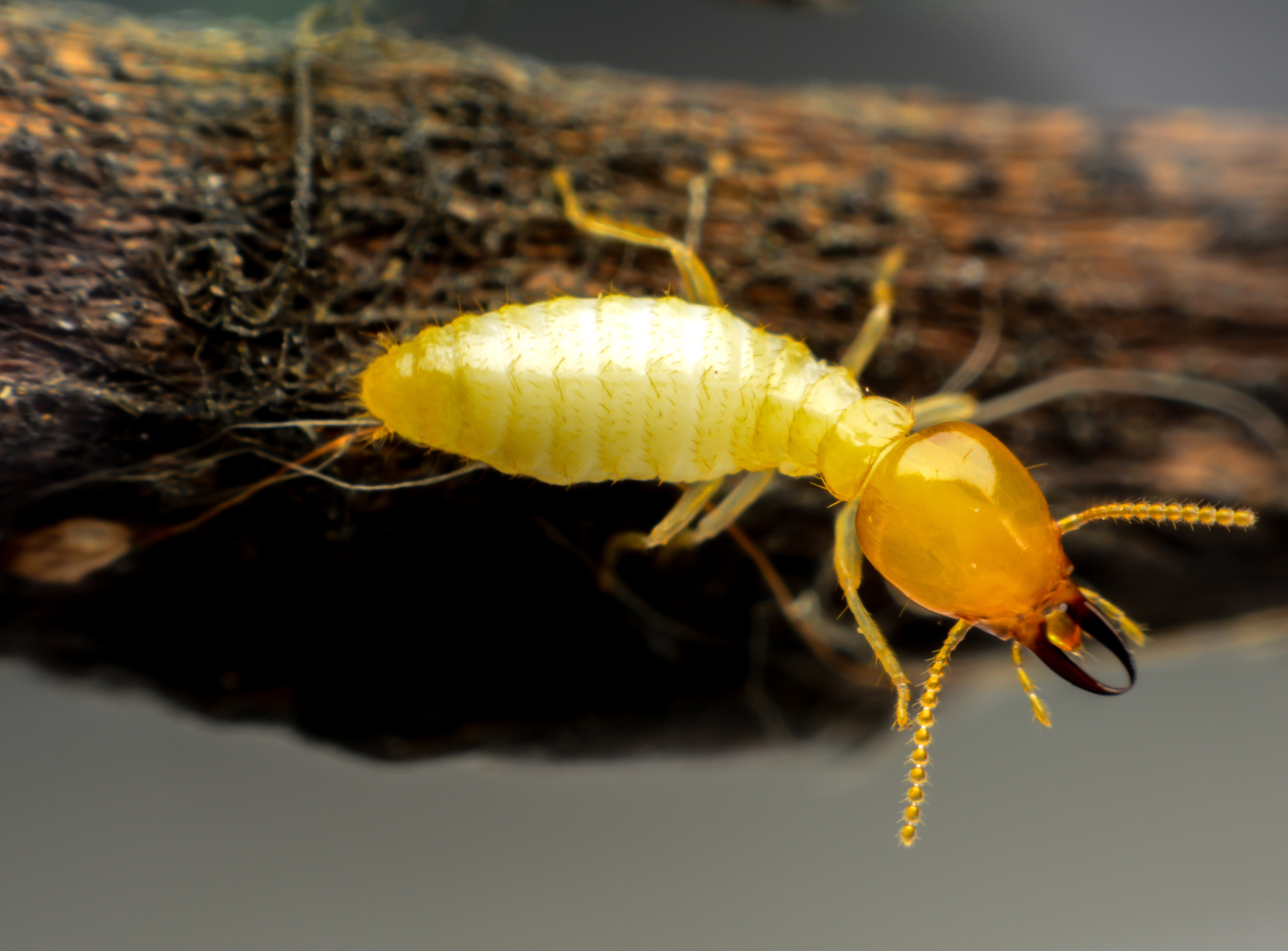 Termite with a yellow body and brown head clinging to a piece of dark wood.