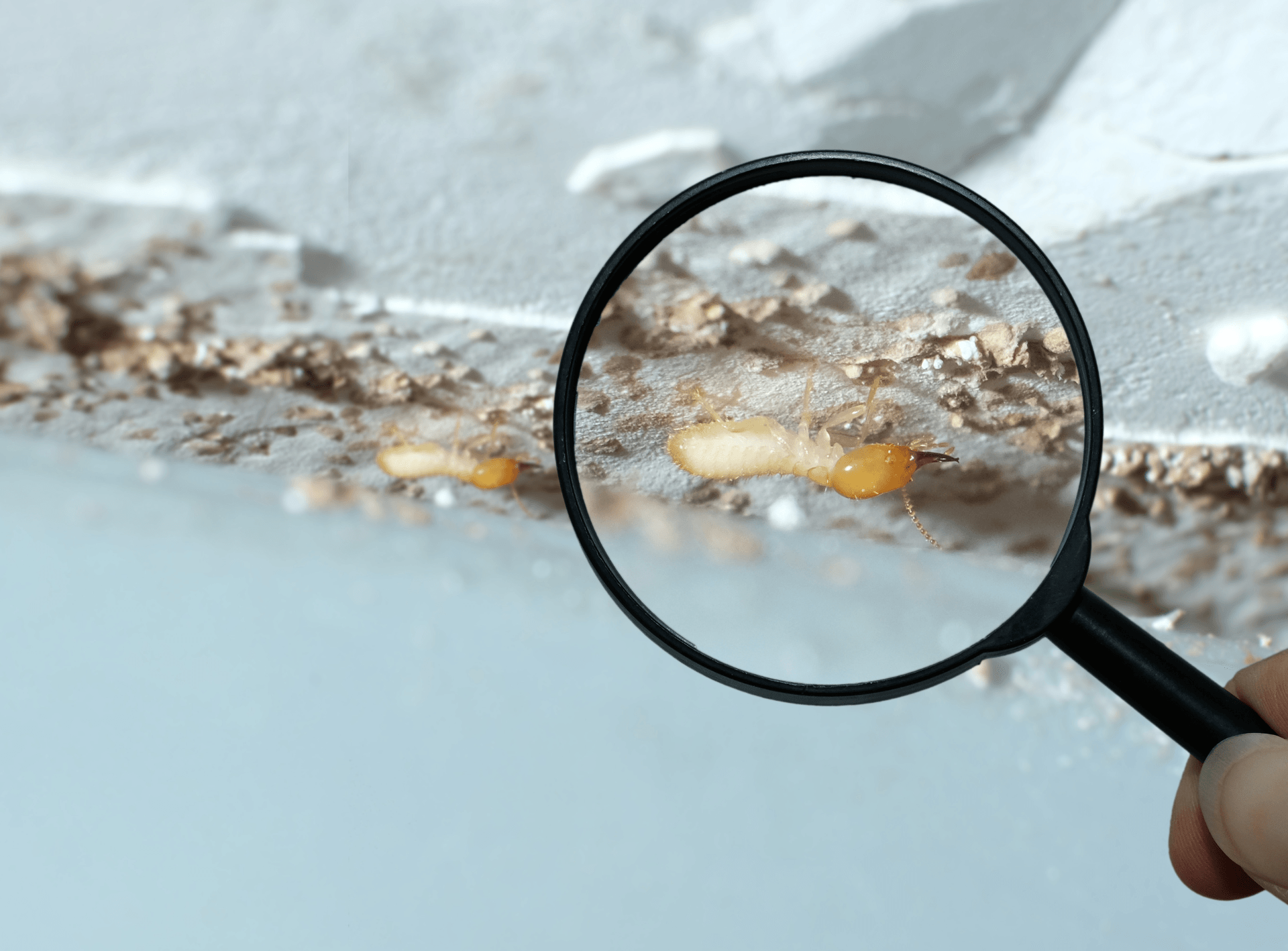 Magnifying glass focusing on two termites in damaged wood.