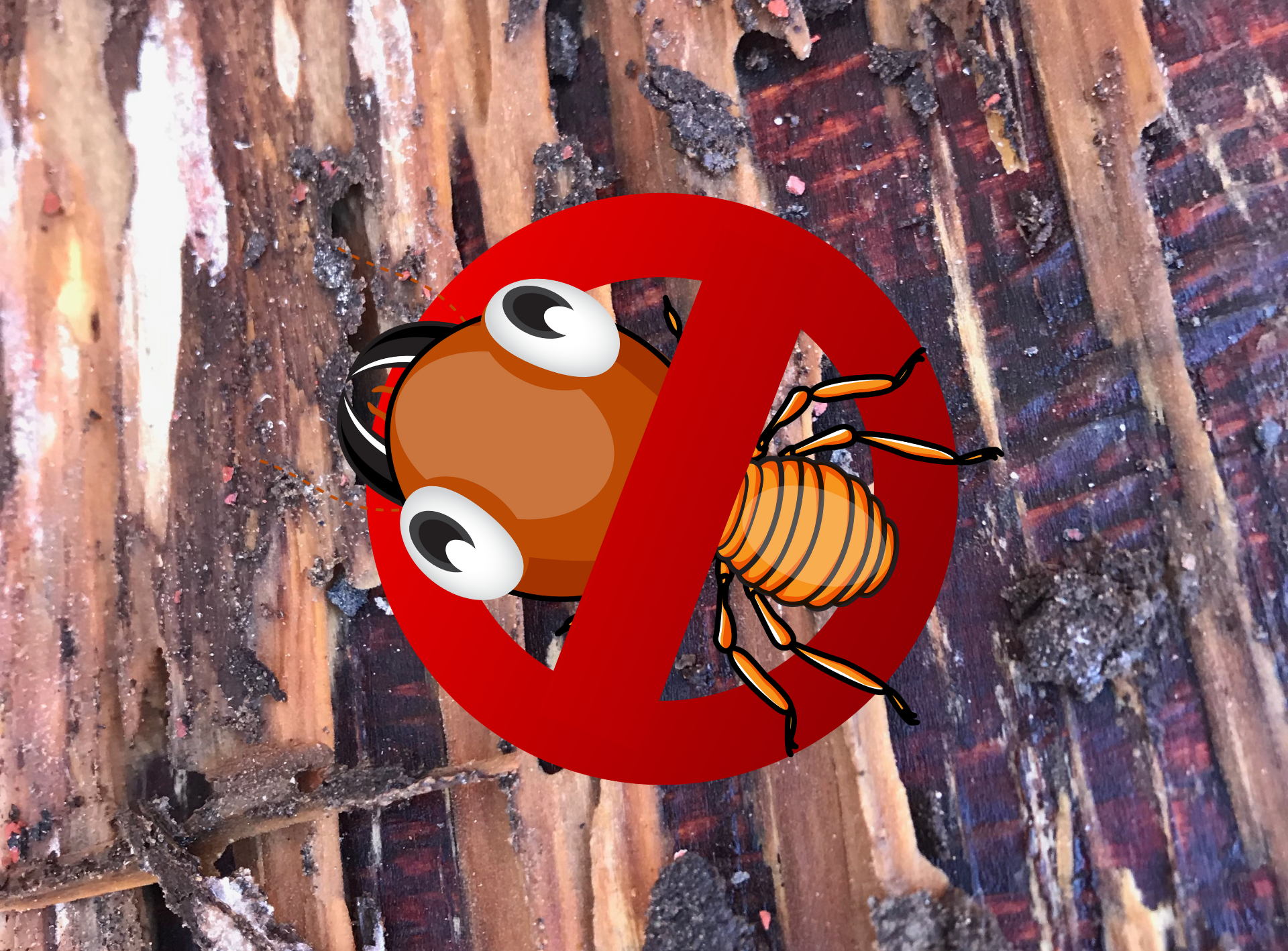 Termite with a red