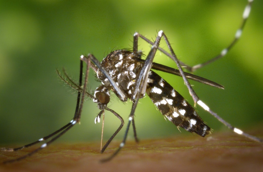 Mosquito with black and white markings on skin, preparing to feed.