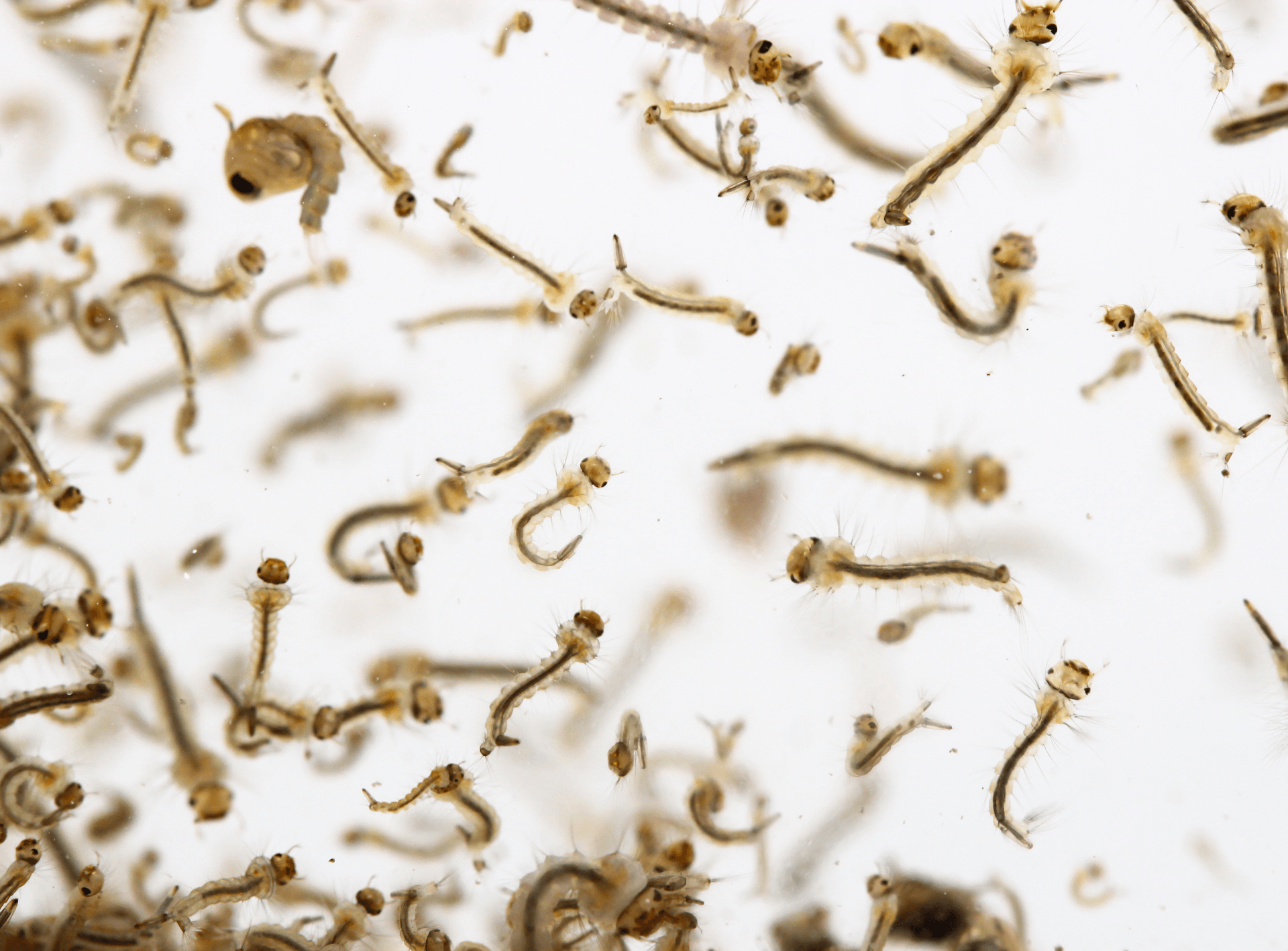 Mosquito larvae wriggling in water, viewed closely against a white background.
