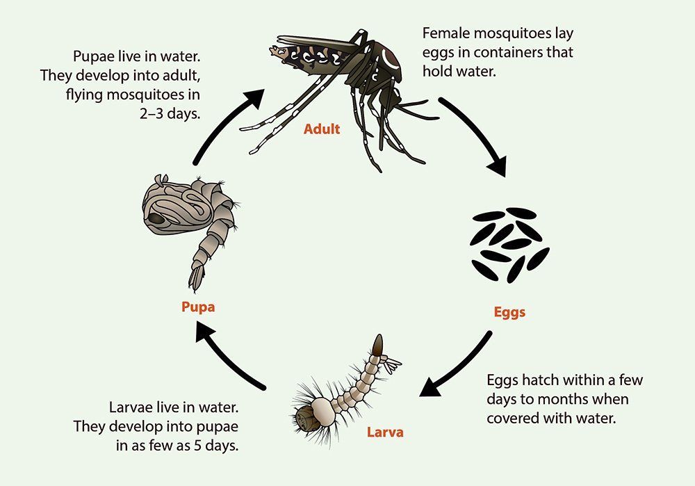 Mosquito life cycle: eggs to larvae, pupae, and adult, with descriptive text.