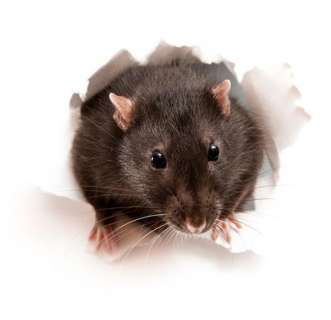 Brown rat peeking through a torn hole in white paper.