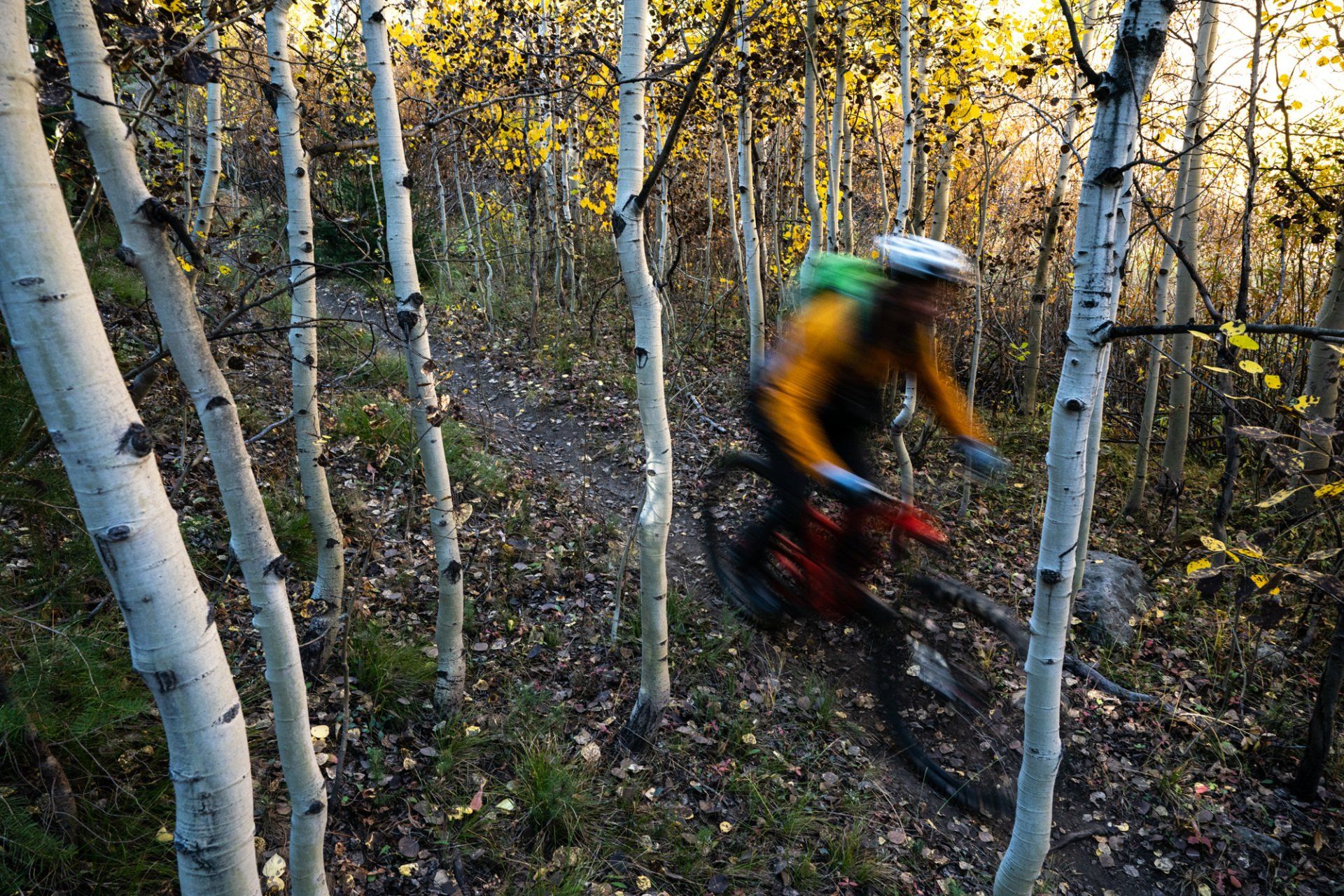Fall aspen trees mountain biking pioneer mountains idaho