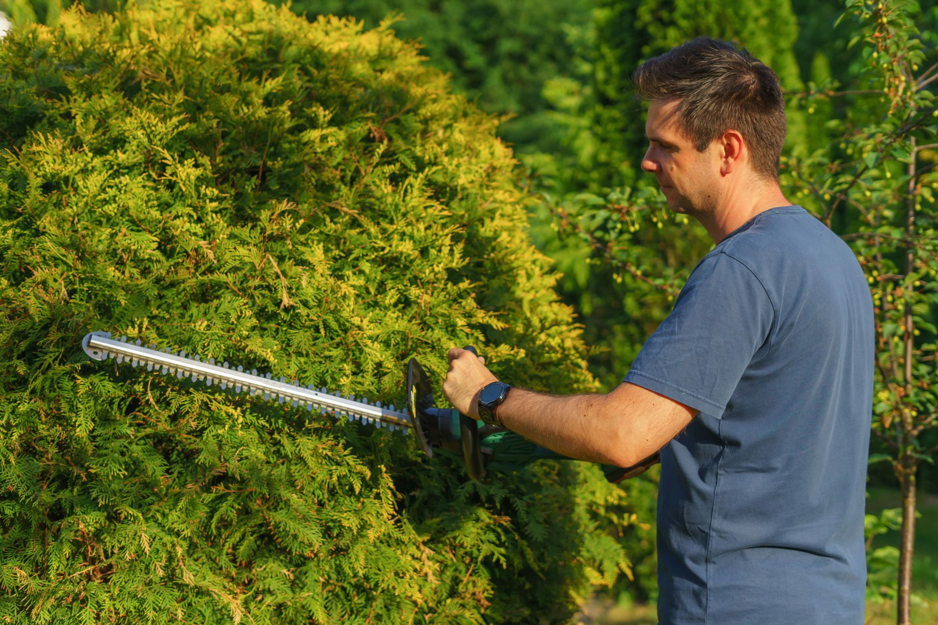 Person trimming a large green bush with an electric hedge trimmer outdoors