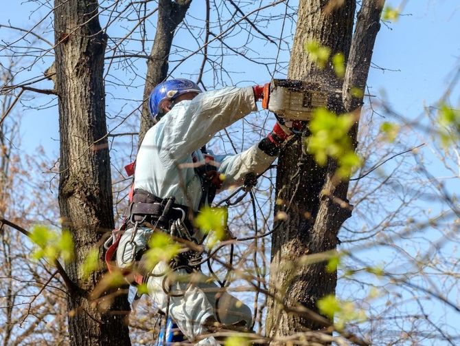 Climber in white jacket and helmet ascending a tree with a chainsaw, surrounded by branches and spring leaves