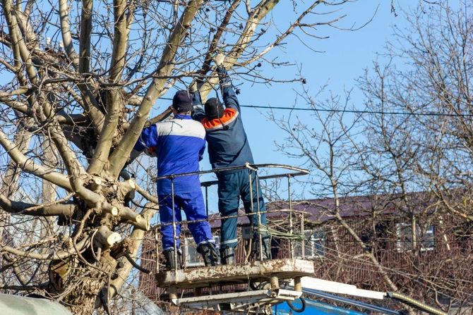 Two workers in blue and orange gear trimming branches from a tree on a raised platform outdoors.