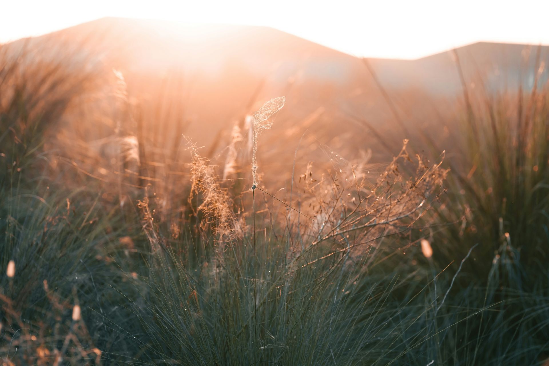 Sunlit tall grass in a field at sunset, with mountains softly blurred in the background.