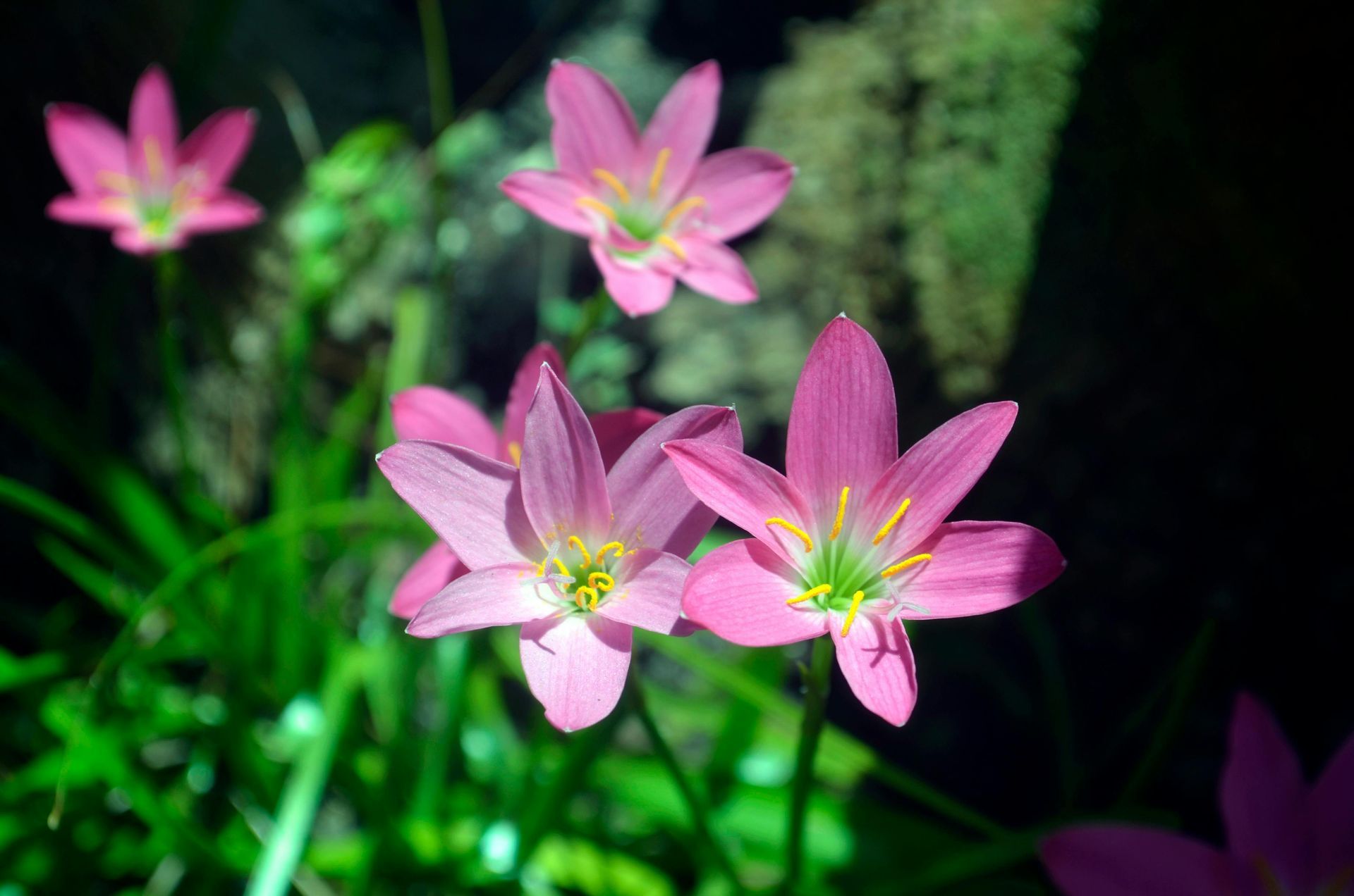 Pink flowers blooming against a dark green background