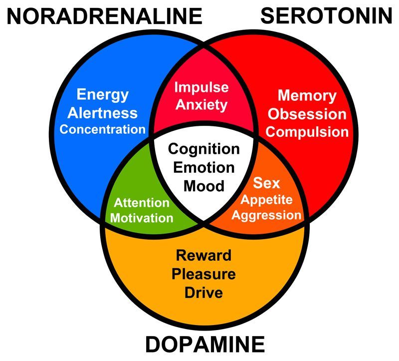 Click to Enlarge Understanding the Physiology of How You Feel Anxious