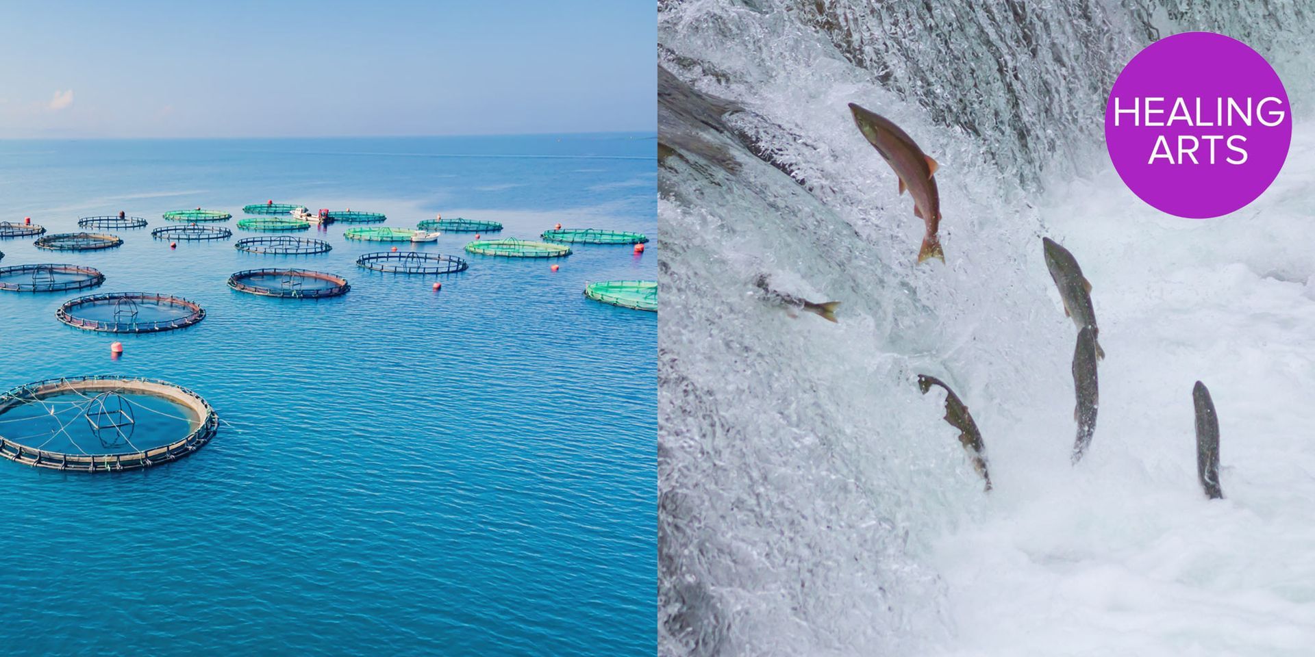 The Truth About Farmed Vs. Wild Caught Salmon