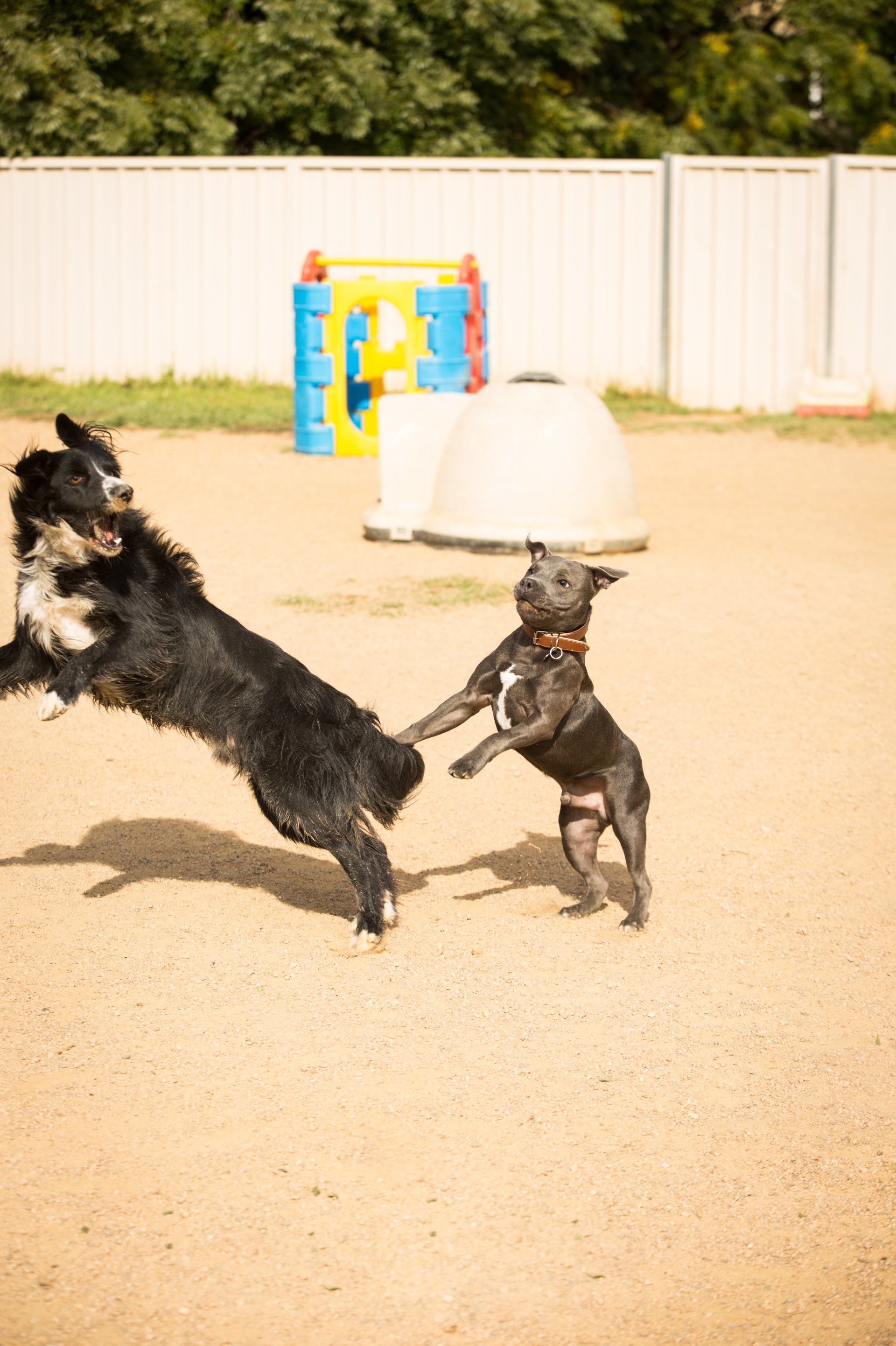 Dogs playing at Dog Education Centre
